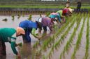 Permintaan beras organik di Bondowoso meningkat pesat, petani kewalahan, dan UMM bantu pengembangan ketahanan pangan berkelanjutan.

