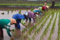 Permintaan beras organik di Bondowoso meningkat pesat, petani kewalahan, dan UMM bantu pengembangan ketahanan pangan berkelanjutan.

