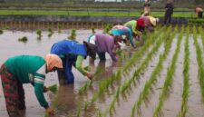 Permintaan beras organik di Bondowoso meningkat pesat, petani kewalahan, dan UMM bantu pengembangan ketahanan pangan berkelanjutan.

