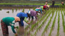 Permintaan beras organik di Bondowoso meningkat pesat, petani kewalahan, dan UMM bantu pengembangan ketahanan pangan berkelanjutan.

