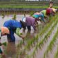 Permintaan beras organik di Bondowoso meningkat pesat, petani kewalahan, dan UMM bantu pengembangan ketahanan pangan berkelanjutan.

