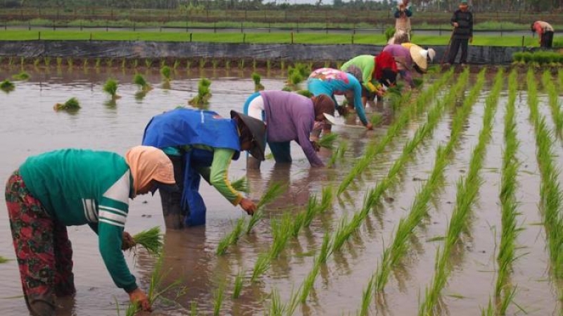 Permintaan beras organik di Bondowoso meningkat pesat, petani kewalahan, dan UMM bantu pengembangan ketahanan pangan berkelanjutan.

