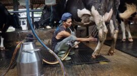 FFI kolaborasi dengan Koperasi SAE Pujon dirikan MCC di Malang, dukung kualitas susu segar dan kesejahteraan peternak sapi perah.

