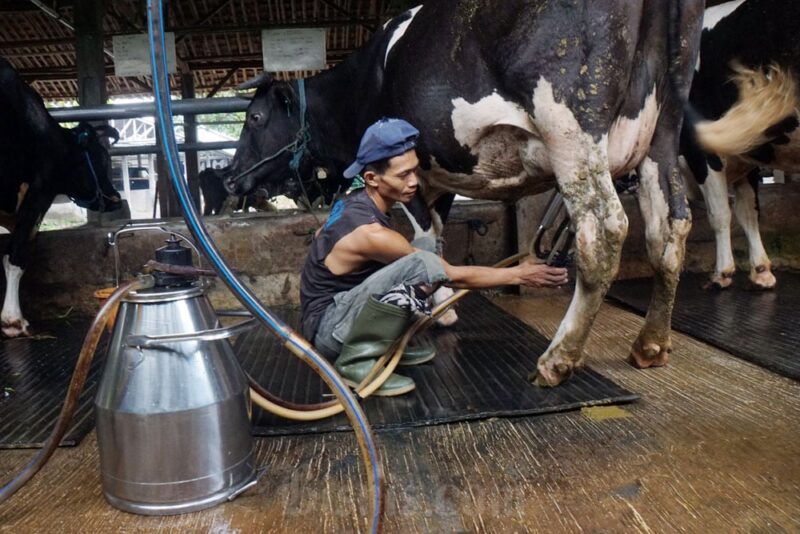 FFI kolaborasi dengan Koperasi SAE Pujon dirikan MCC di Malang, dukung kualitas susu segar dan kesejahteraan peternak sapi perah.

