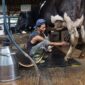 FFI kolaborasi dengan Koperasi SAE Pujon dirikan MCC di Malang, dukung kualitas susu segar dan kesejahteraan peternak sapi perah.

