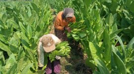 Edukasi petani tembakau di Lumajang meningkatkan produksi dan inovasi organik, dengan metode ramah lingkungan untuk kualitas tembakau yang lebih baik.