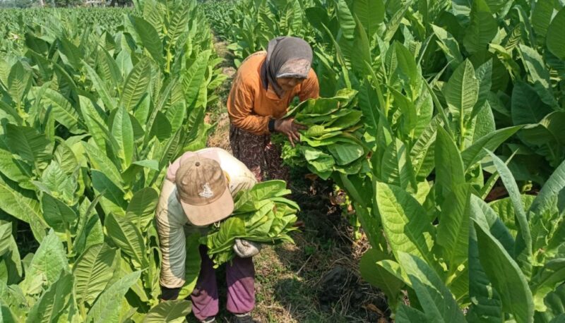 Edukasi petani tembakau di Lumajang meningkatkan produksi dan inovasi organik, dengan metode ramah lingkungan untuk kualitas tembakau yang lebih baik.