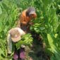 Edukasi petani tembakau di Lumajang meningkatkan produksi dan inovasi organik, dengan metode ramah lingkungan untuk kualitas tembakau yang lebih baik.