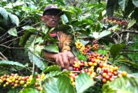 PT PPI ekspor 289,6 ton kopi robusta asal Lampung dan Malang ke Mesir pada 2024, dukung petani lokal dan perluas pasar kopi Indonesia.

