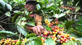 PT PPI ekspor 289,6 ton kopi robusta asal Lampung dan Malang ke Mesir pada 2024, dukung petani lokal dan perluas pasar kopi Indonesia.

