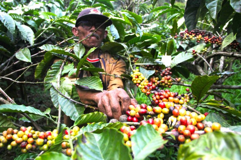 PT PPI ekspor 289,6 ton kopi robusta asal Lampung dan Malang ke Mesir pada 2024, dukung petani lokal dan perluas pasar kopi Indonesia.

