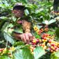 PT PPI ekspor 289,6 ton kopi robusta asal Lampung dan Malang ke Mesir pada 2024, dukung petani lokal dan perluas pasar kopi Indonesia.

