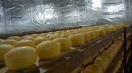 Keju Malang, UPT PPHT, produksi keju, keju gouda, susu sapi, keju umur 6 bulan, pemasaran keju, keju Indonesia, keju Bali, keju Surabaya



