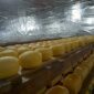 Keju Malang, UPT PPHT, produksi keju, keju gouda, susu sapi, keju umur 6 bulan, pemasaran keju, keju Indonesia, keju Bali, keju Surabaya



