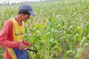 Harga jagung di Sekar Bojonegoro anjlok saat panen, petani terpaksa menjual Rp3.600/kg ke tengkulak akibat jagung basah dan akses distribusi sulit.