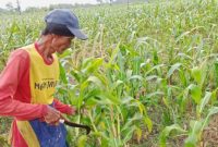 Harga jagung di Sekar Bojonegoro anjlok saat panen, petani terpaksa menjual Rp3.600/kg ke tengkulak akibat jagung basah dan akses distribusi sulit.