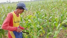 Harga jagung di Sekar Bojonegoro anjlok saat panen, petani terpaksa menjual Rp3.600/kg ke tengkulak akibat jagung basah dan akses distribusi sulit.