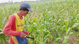 Harga jagung di Sekar Bojonegoro anjlok saat panen, petani terpaksa menjual Rp3.600/kg ke tengkulak akibat jagung basah dan akses distribusi sulit.