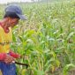 Harga jagung di Sekar Bojonegoro anjlok saat panen, petani terpaksa menjual Rp3.600/kg ke tengkulak akibat jagung basah dan akses distribusi sulit.