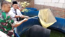 Babinsa Gresik kunjungi usaha budidaya lele milik warga Kebungson. Kisah Roro Fitria jadi contoh kemandirian ekonomi masyarakat.