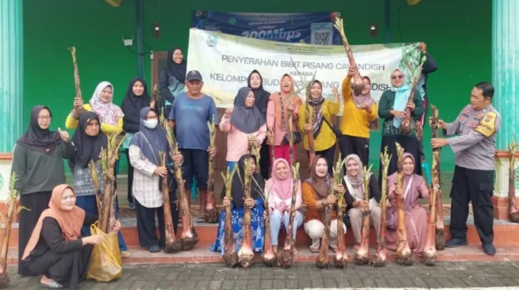 Desa Rejomulyo di Magetan genjot budi daya pisang Cavendish sebagai sentra penghasil untuk ketahanan pangan dan pendapatan masyarakat.