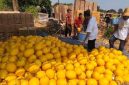 Petani Lumajang sukses raup belasan juta rupiah dari panen golden melon. Ini strategi budidaya dan peluang pasar buah tropis ini.