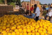 Petani Lumajang sukses raup belasan juta rupiah dari panen golden melon. Ini strategi budidaya dan peluang pasar buah tropis ini.