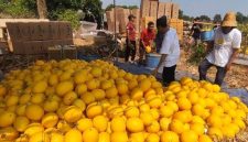 Petani Lumajang sukses raup belasan juta rupiah dari panen golden melon. Ini strategi budidaya dan peluang pasar buah tropis ini.