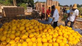 Petani Lumajang sukses raup belasan juta rupiah dari panen golden melon. Ini strategi budidaya dan peluang pasar buah tropis ini.