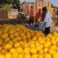 Petani Lumajang sukses raup belasan juta rupiah dari panen golden melon. Ini strategi budidaya dan peluang pasar buah tropis ini.