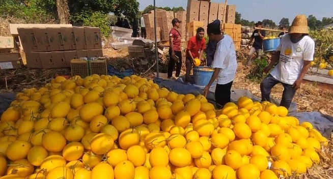 Petani Lumajang sukses raup belasan juta rupiah dari panen golden melon. Ini strategi budidaya dan peluang pasar buah tropis ini.