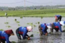 Kementan genjot tanam serentak di 38 daerah Jatim hadapi kemarau 2026. Target LTT naik 2 kali lipat dalam sehari.