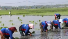 Kementan genjot tanam serentak di 38 daerah Jatim hadapi kemarau 2026. Target LTT naik 2 kali lipat dalam sehari.