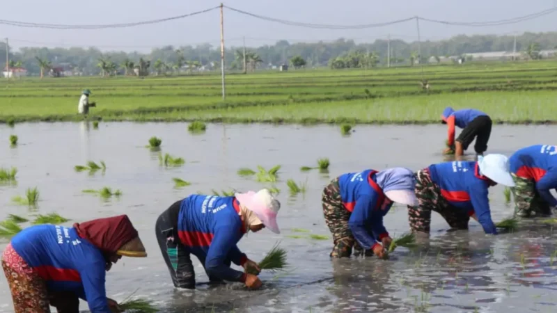Kementan genjot tanam serentak di 38 daerah Jatim hadapi kemarau 2026. Target LTT naik 2 kali lipat dalam sehari.