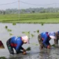 Kementan genjot tanam serentak di 38 daerah Jatim hadapi kemarau 2026. Target LTT naik 2 kali lipat dalam sehari.