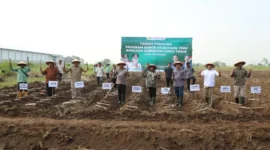Pemkab Jombang targetkan bongkar ratoon tebu 3.000 hektar untuk tingkatkan produktivitas dan dukung swasembada gula.