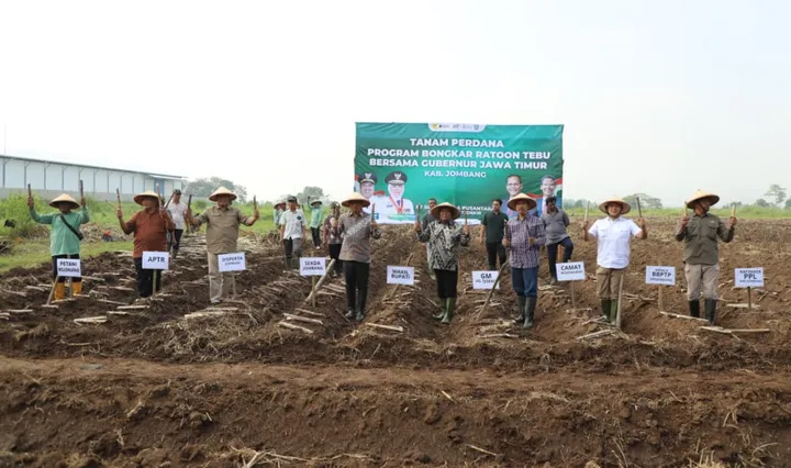 Pemkab Jombang targetkan bongkar ratoon tebu 3.000 hektar untuk tingkatkan produktivitas dan dukung swasembada gula.