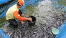 Permintaan lele di Jombang melonjak akibat MBG, namun petani tertekan kenaikan harga pakan dan biaya distribusi.