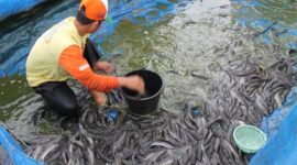 Permintaan lele di Jombang melonjak akibat MBG, namun petani tertekan kenaikan harga pakan dan biaya distribusi.