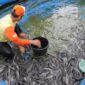 Permintaan lele di Jombang melonjak akibat MBG, namun petani tertekan kenaikan harga pakan dan biaya distribusi.