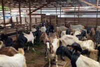 Penjualan hewan kurban di Kota Malang lesu jelang Idul Adha 2026. Pedagang mengeluhkan omzet turun drastis akibat sepinya pembeli.