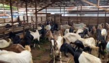 Penjualan hewan kurban di Kota Malang lesu jelang Idul Adha 2026. Pedagang mengeluhkan omzet turun drastis akibat sepinya pembeli.