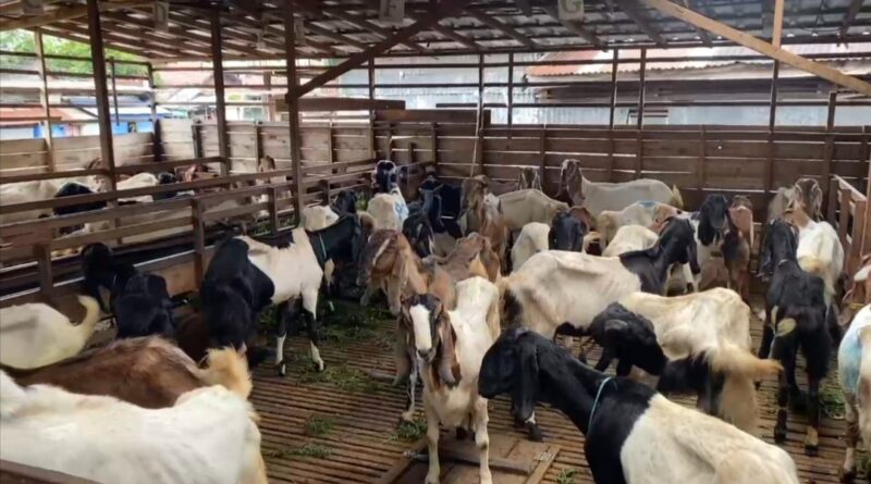 Penjualan hewan kurban di Kota Malang lesu jelang Idul Adha 2026. Pedagang mengeluhkan omzet turun drastis akibat sepinya pembeli.