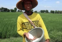 Pemkab Jombang gelontorkan Rp1,2 miliar untuk pupuk organik cair bagi petani padi guna tingkatkan produktivitas pertanian.