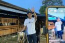 Peternak Malang sukses jual kambing lewat live streaming. Penjualan naik dua kali lipat jelang Idul Adha 2026.