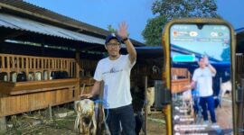 Peternak Malang sukses jual kambing lewat live streaming. Penjualan naik dua kali lipat jelang Idul Adha 2026.
