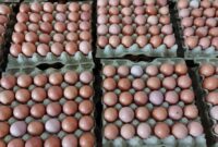 Telur disebut akan jadi menu wajib MBG dan diharapkan menjadi solusi kerugian peternak yang mencapai Rp3 juta per hari.