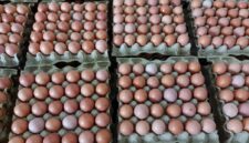 Telur disebut akan jadi menu wajib MBG dan diharapkan menjadi solusi kerugian peternak yang mencapai Rp3 juta per hari.