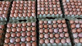 Telur disebut akan jadi menu wajib MBG dan diharapkan menjadi solusi kerugian peternak yang mencapai Rp3 juta per hari.