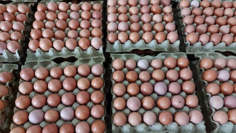 Telur disebut akan jadi menu wajib MBG dan diharapkan menjadi solusi kerugian peternak yang mencapai Rp3 juta per hari.